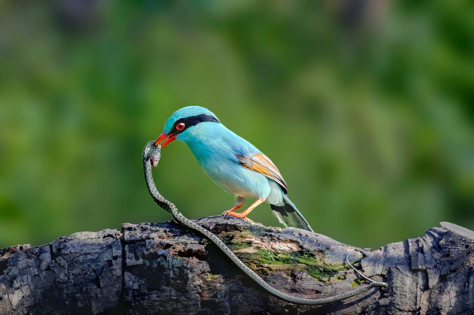 Bird watching activity