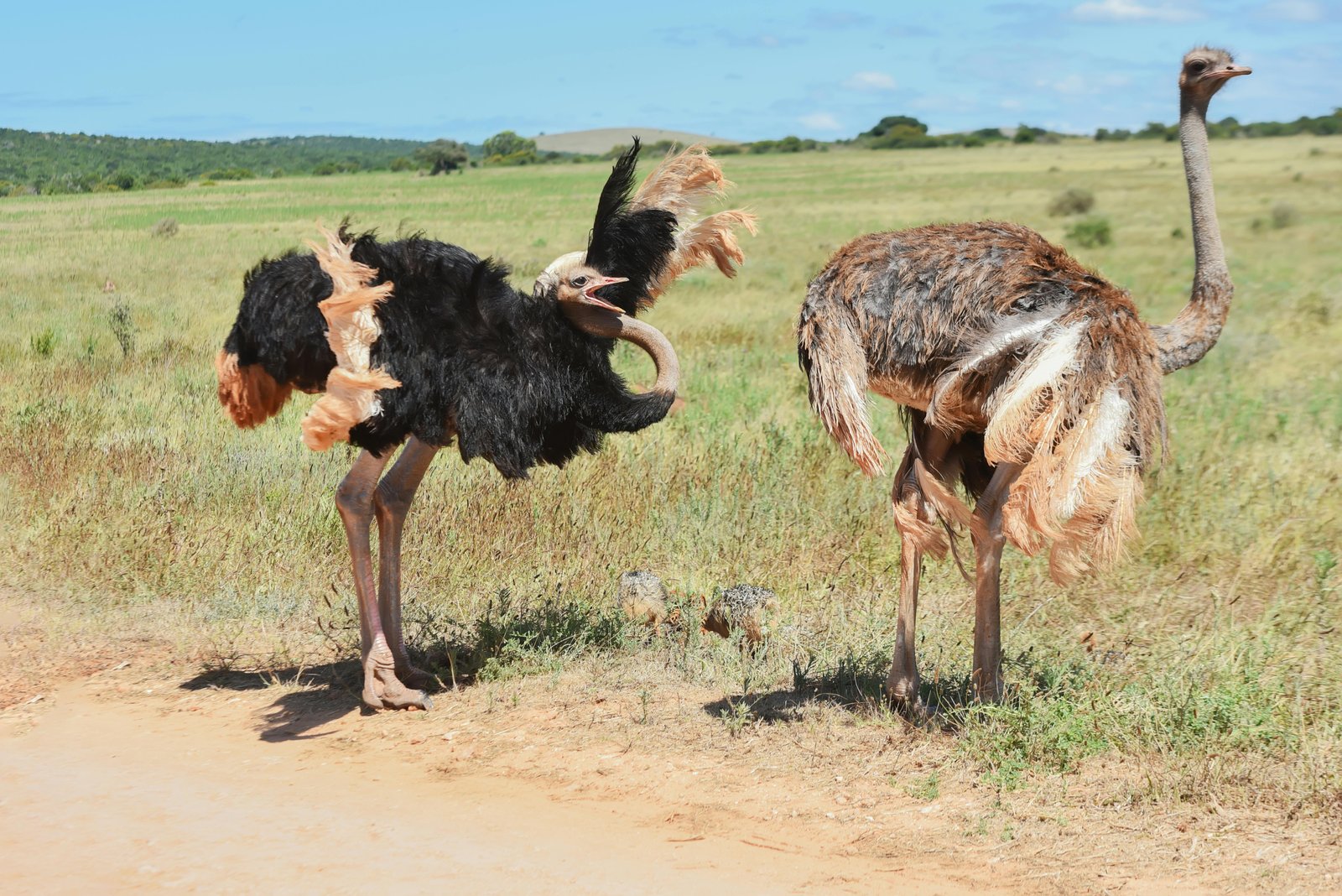 Ostrich at the sanctuary