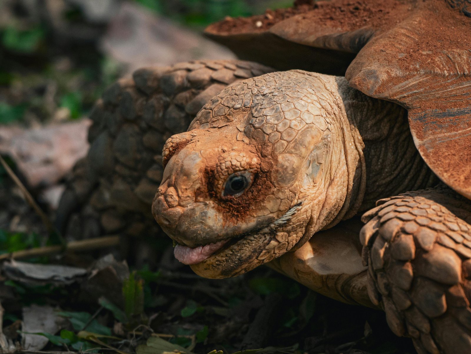 Tortoises at Chakig Eco-tourism Centre
